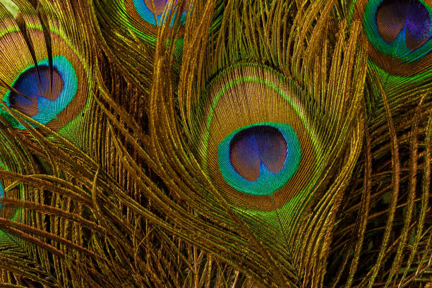 istock macro peacock feathers,Peacock feathers close-up 1361708680