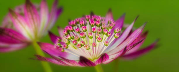 istock Astrantia flower beautiful floral flowershead 1361709513