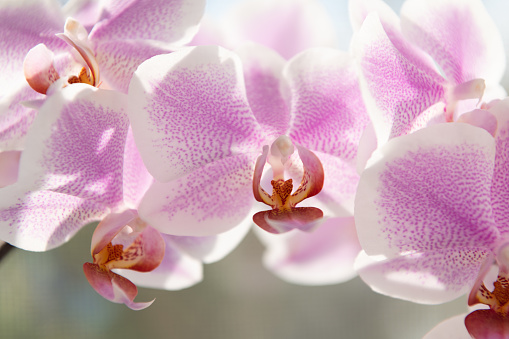 violet orchid flowers of phalaenopsis orchidaceae moth orchids closeup, orchid macro.