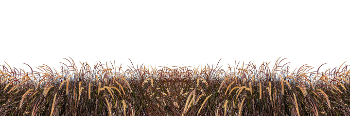 Flores de hierba sobre un fondo blanco, flores de hierba seca abstracta, hierbas aisladas sobre fondo blanco. La espiguilla de hierba doblada común florece plantas silvestres de prado. photo
