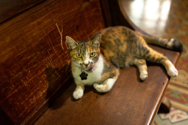 istock Tabby cat resting in church. 1361710962