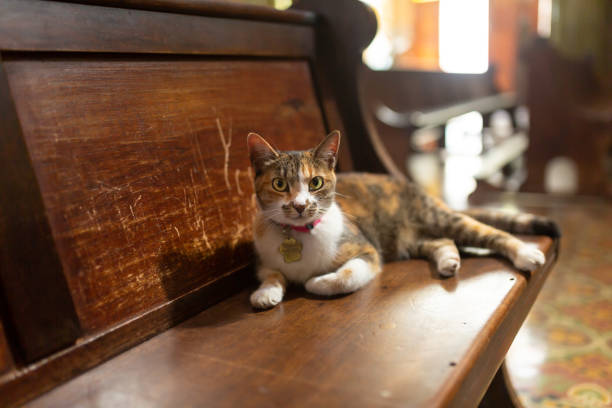 istock Tabby cat resting in church. 1361710980