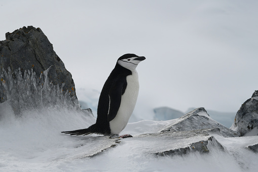 A cute Chinstrap Penguin in Antarctica