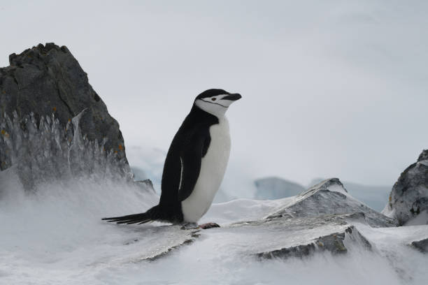chinstrap penguin - icecap imagens e fotografias de stock