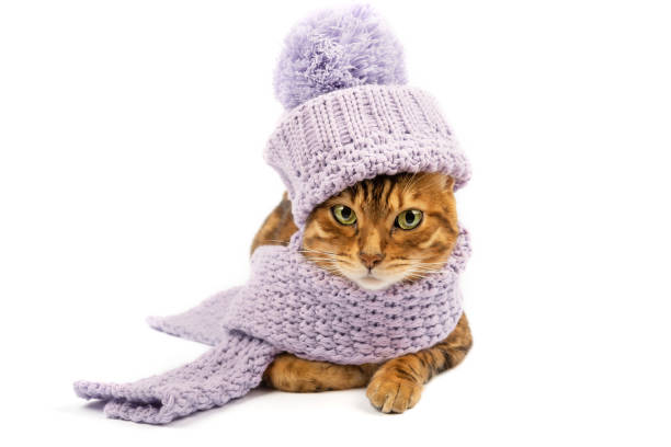 istock Bengal cat in hat and scarf on white background 1361712252