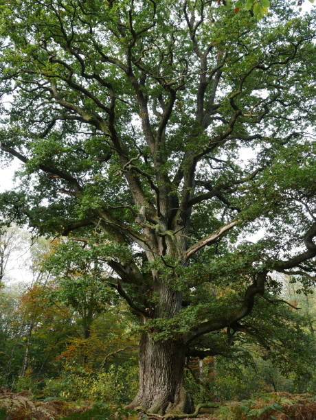 istock Old oak in the Sababurg primeval forest, Hesse 1361713709