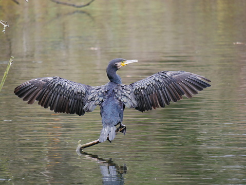 Cormorant on a branch with wings open for drying