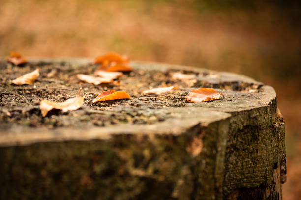 istock Autumn leaves on cut tree stump 1361714528