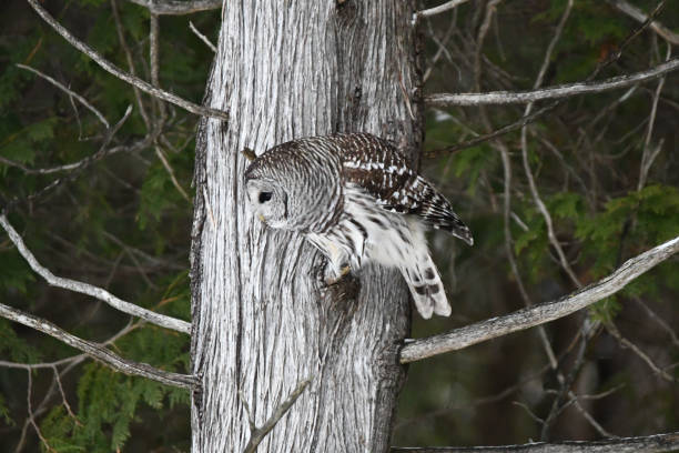 istock Barred Owl hunting 1361714625