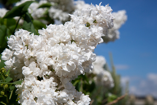 Hydrangea arborescens 'Annabelle' a summer flower small white shrub plant commonly known as smooth hydrangea stock photo image