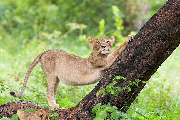 esticar cria de leão - hwange national park imagens e fotografias de stock