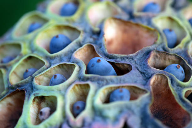istock Very strange and exotic shape 