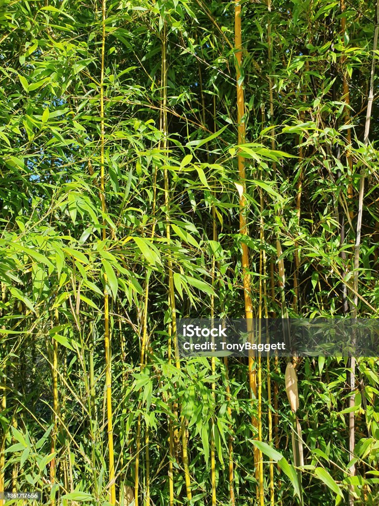 Phyllostachys Aurea bamboo Phyllostachys Aurea an evergreen flower plant commonly known as fish pole bamboo, stock photo image Bamboo - Plant Stock Photo