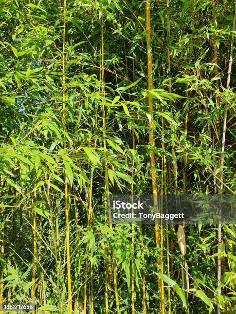 Phyllostachys Aurea Bamboo Stock Photo - Download Image Now - Bamboo - Plant, Phyllostachys aurea, Autumn
