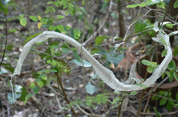 snake slough skin on tree in backyard garden stock photo