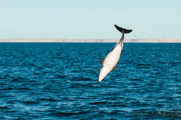 istock Dusky Dolphin jumping, Peninsula Valdes,Patagonia,Argentina 1361718319