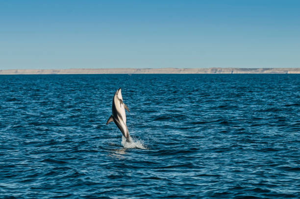 istock Dusky Dolphin jumping, Peninsula Valdes,Patagonia,Argentina 1361719022