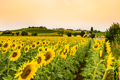 View of sunflowers in a field, Tuscany, Italy.