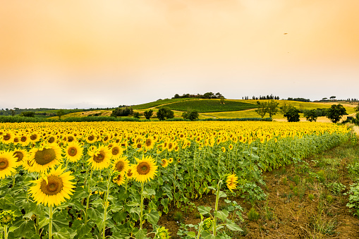 View of sunflowers in a field, Tuscany, Italy.