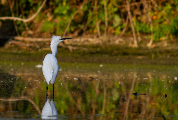 istock Little Egret behavior in breeding colony 1361720808