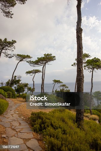 istock Walkaway path along the coastline with tall trees, Elba Island, Tuscany, Italy. 1361721597