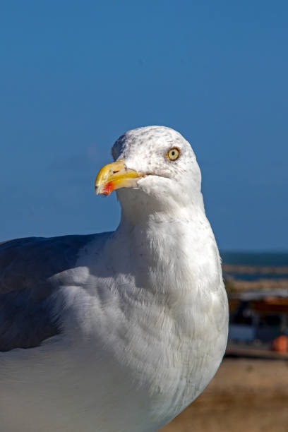 istock Herring gull - larus aregentatus - in close-up 1361721900