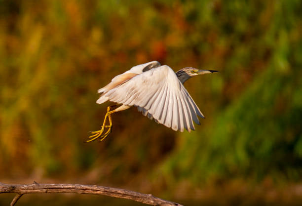 istock Squacco Heron in breeding colony 1361721984