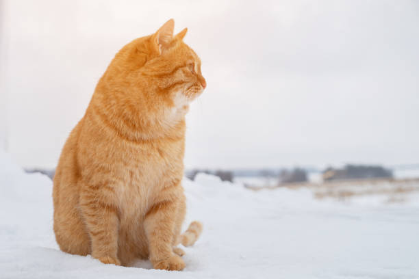 istock chubby ginger cat sits in the snow and looks away, sunlight 1361723199