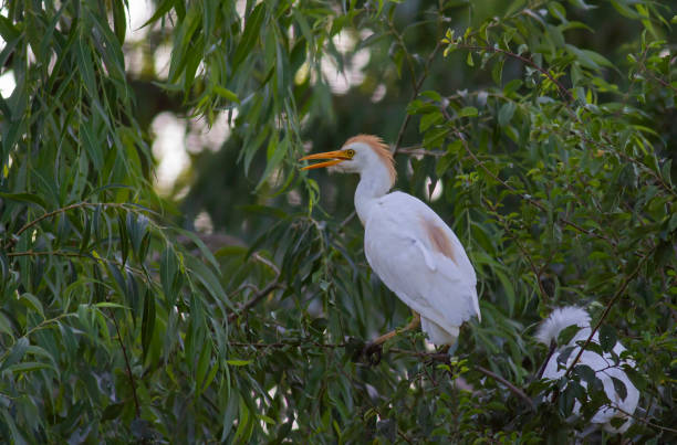 istock Cattle Egret portrait in nest 1361725063