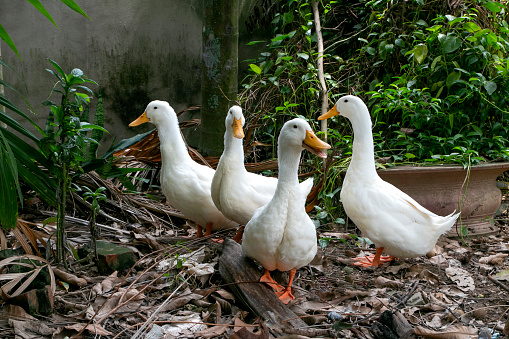 Four white ducks standing in my family garden, in  a small village in Vietnam