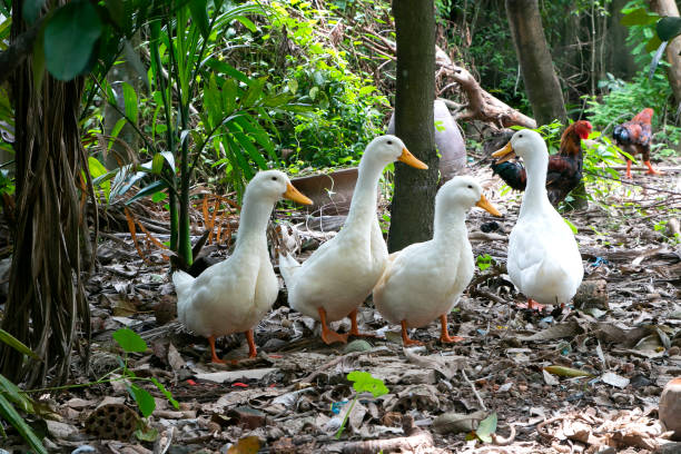 istock Four white ducks in the garden 1361725434