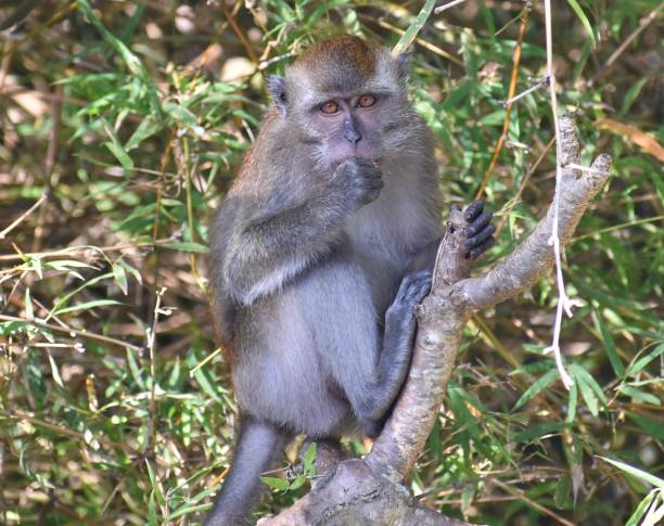 istock Young macaque monkey resting in a tree in the jungle 1361726838