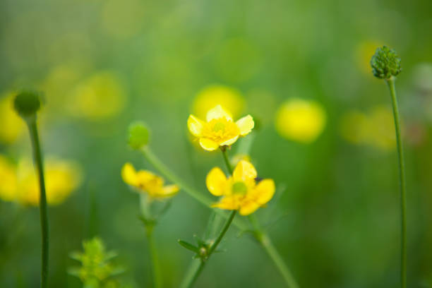 istock yellow flowers on the field 1361728188