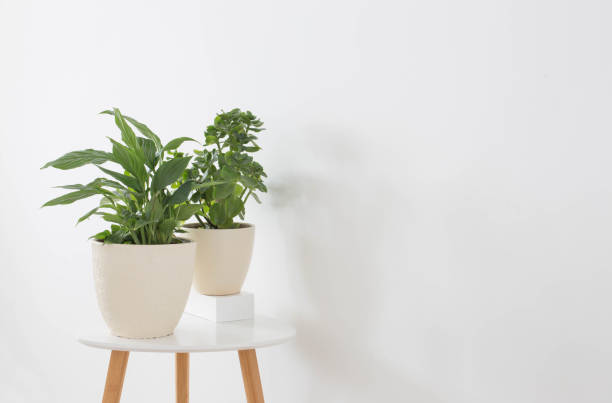 istock house plant in pot on white background 1361729531