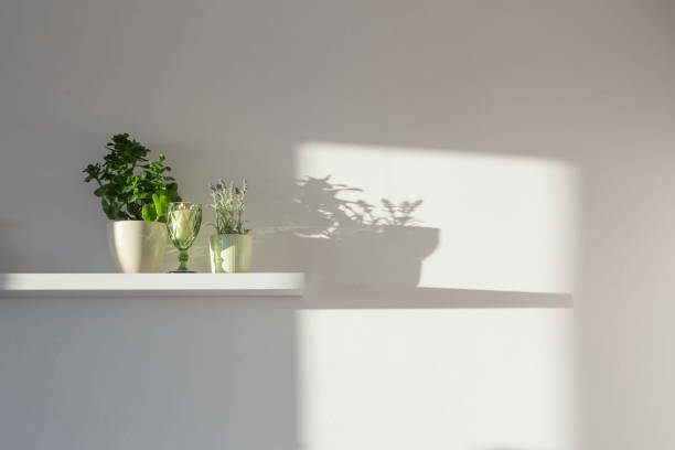 istock houseplants on white wooden shelf in sunlight 1361729562
