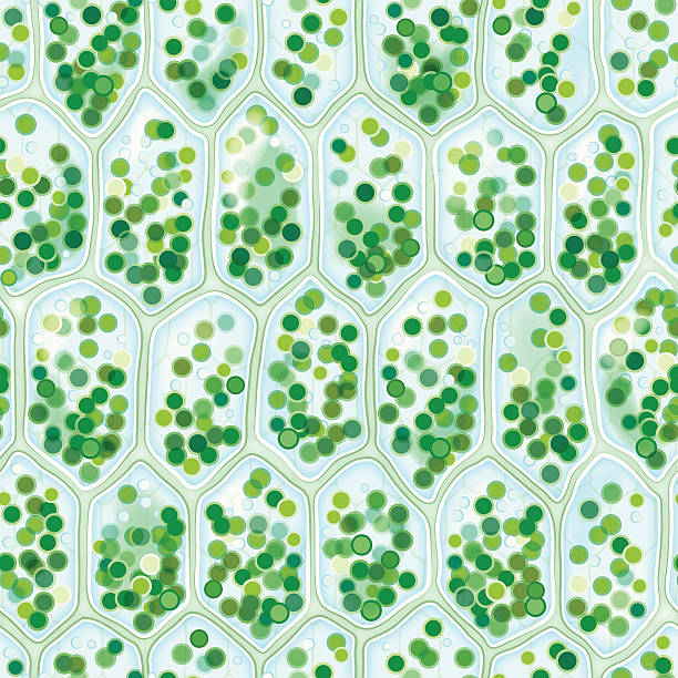 ilustraciones, imágenes clip art, dibujos animados e iconos de stock de chlorophyll células patrón sin costuras - chlorophyll