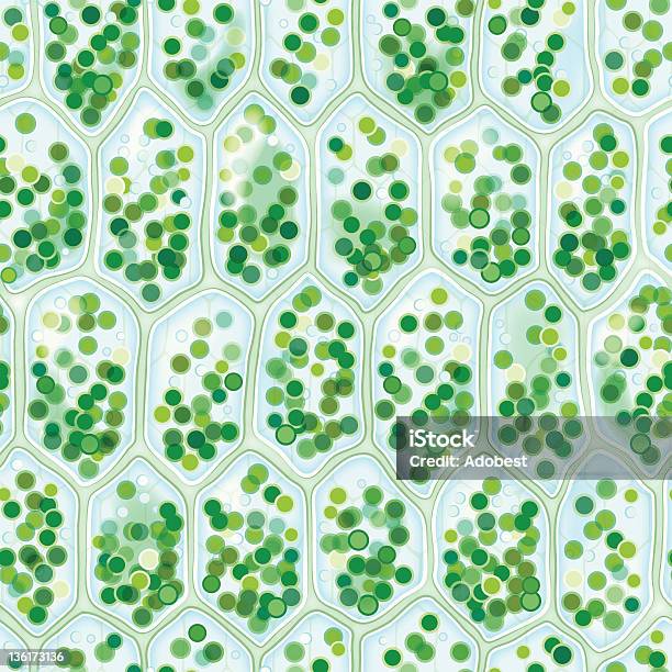 엽록소 세포 연속무늬 엽록소에 대한 스톡 벡터 아트 및 기타 이미지 - 엽록소, 식물세포, 분석-보기