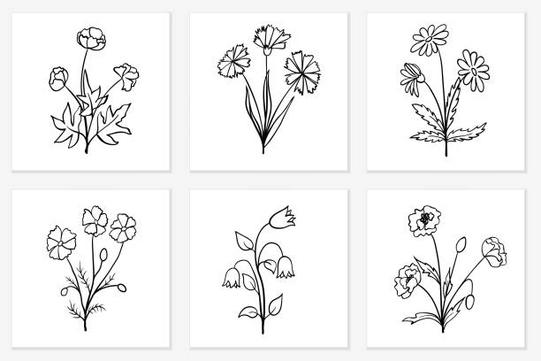 zestaw ręcznie rysowanych szkiców dzikich kwiatów na białym tle - wildflower set poppy daisy stock illustrations