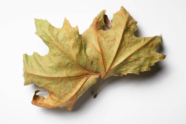 istock Leaf autumn fall seasonal nature 1361733740