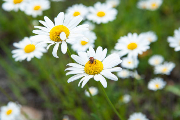 istock daisies on the field 1361734434