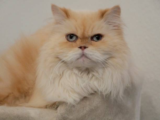 istock White Persian cat in close-up 1361735051