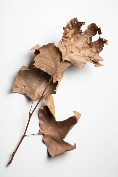 istock Autumn Dry  Leaf , isolated on white background. 1361735158