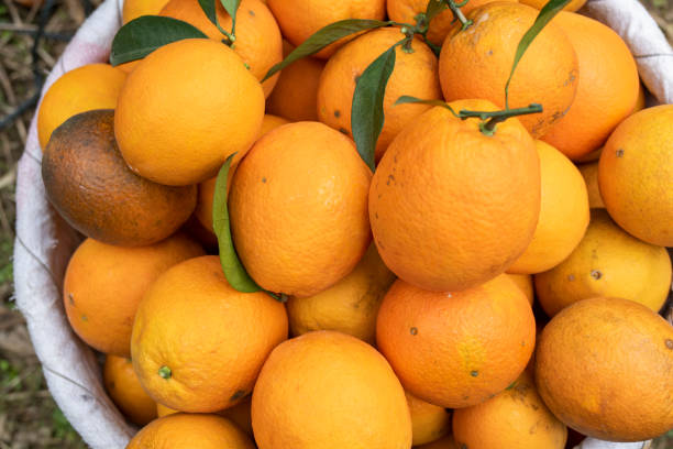 istock The freshly picked oranges are put in the basket 1361735230