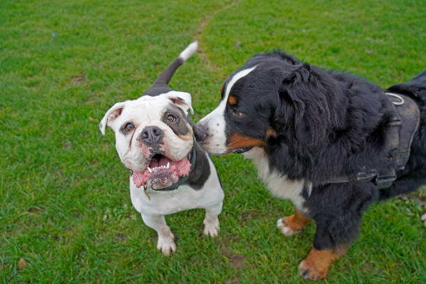 Bernese Mountain Dog saying hello to a Bulldog