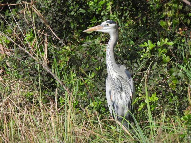 istock Great Blue Heron (Ardea herodias) resting in the wetlands 1361735318