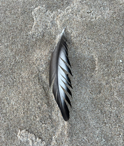 black and white feather in the sand