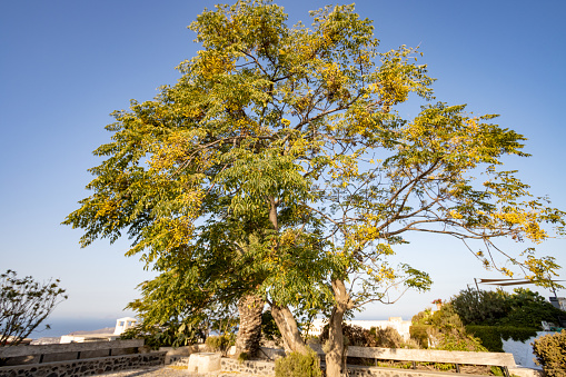 Melia azedarach (Chinaberry) in Pyrgos Kallistis on Santorini in South Aegean Islands, Greece