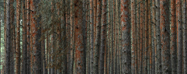 istock Panoramic view of the mysterious pine forest. Tree trunks close-up. Abstract natural pattern, texture, background. Pure nature concept 1361738965