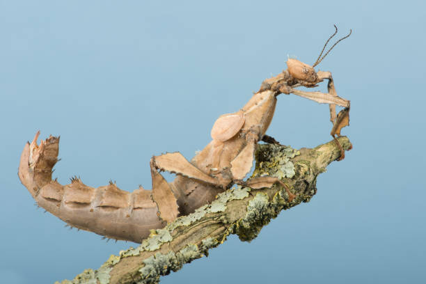 inseto de vara de bastão espectro de macleay (tiaratum extatosoma) - bicho pau - fotografias e filmes do acervo