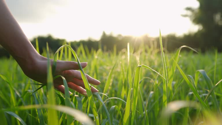 Female hand gently touches through the high grass field area against beautiful warm morning light, feel the nature in slow motion, earth day, sustainable natural resource, agricultural activity